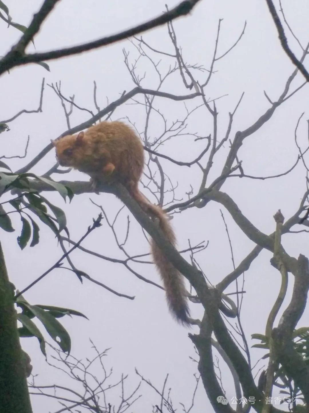『仁怀物种』藏在山林里的“寒号鸟”真身：鼯鼠