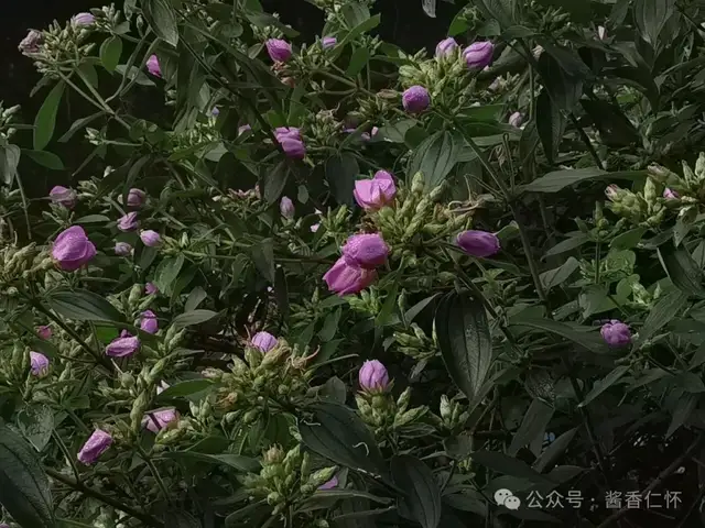 『仁怀物种』它的名字叫野牡丹(图3) 『仁怀物种』它的名字叫野牡丹(图3)
