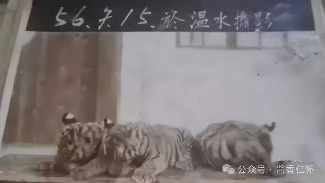 『仁怀物种』赤河虎踪(图5) 『仁怀物种』赤河虎踪(图5)