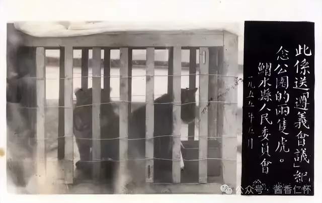 『仁怀物种』赤河虎踪(图6) 『仁怀物种』赤河虎踪(图6)